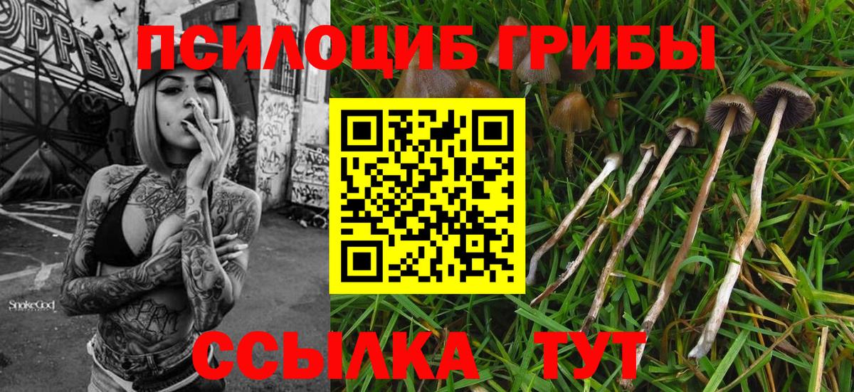 Псилоцибиновые грибы прущие грибы Можайск